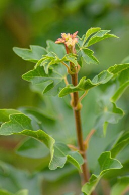 Acer campestre haute-tige 12/14 cm