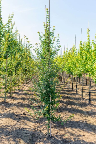 Acer campestre baliveau