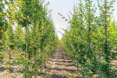 Acer campestre baliveau