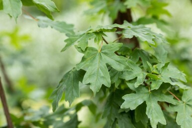 Acer campestre baliveau