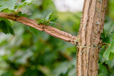 Acer campestre baliveau