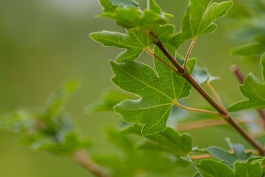 Acer campestre cépée 200-250
