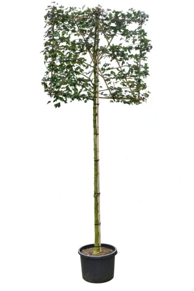 Acer campestre espalier 12/14 190cm tronc 150b x 120h