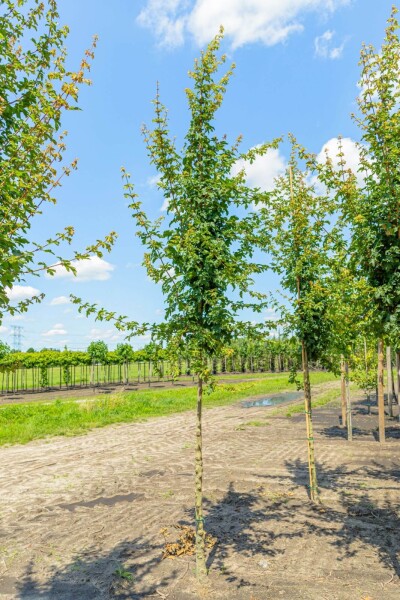 Acer campestre 'Elsrijk' haute-tige 16/18