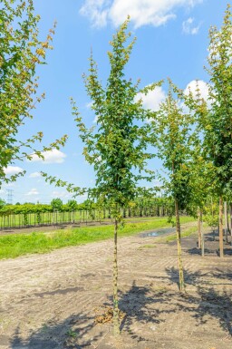 Acer campestre 'Elsrijk' haute-tige 16/18
