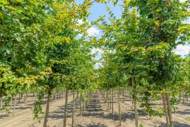 Acer campestre 'Elsrijk' haute-tige 16/18