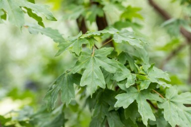 Acer campestre 'Elsrijk' haute-tige 16/18