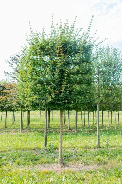Acer campestre 'Elsrijk' espalier