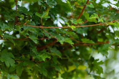 Acer campestre 'Elsrijk' espalier