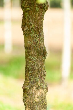 Acer campestre 'Elsrijk' espalier