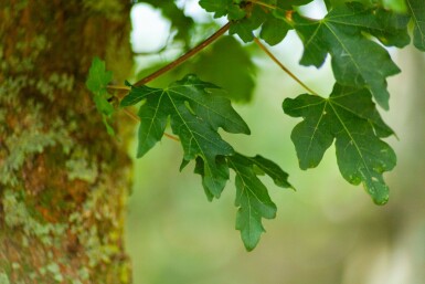 Acer campestre 'Elsrijk' espalier