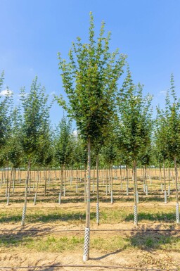 Acer campestre ‘Huibers Elegant’ haute-tige