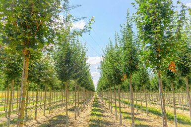 Acer campestre ‘Huibers Elegant’ haute-tige