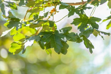Acer campestre ‘Huibers Elegant’ haute-tige 8/10 cm