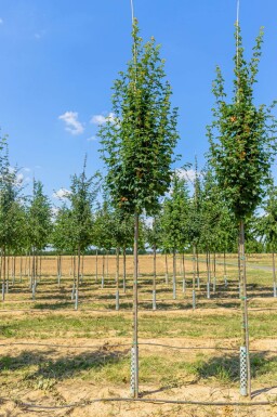 Acer campestre 'Lienco' haute-tige