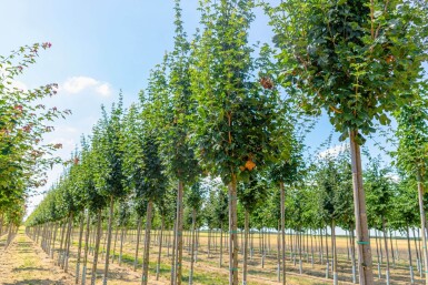 Acer campestre 'Lienco' haute-tige