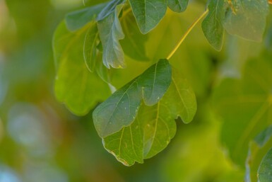 Acer campestre 'Lienco' haute-tige 10/12