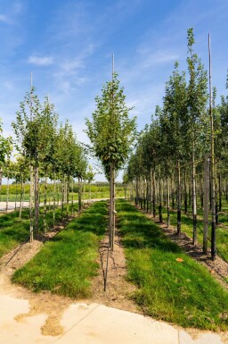 Acer capillipes haute-tige