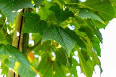 Acer capillipes haute-tige