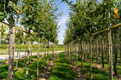 Acer capillipes haute-tige