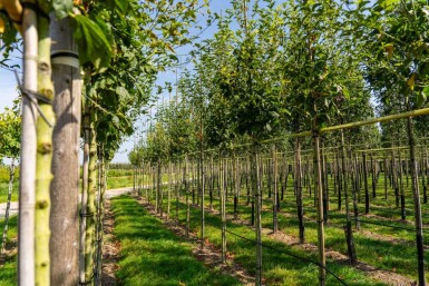 Acer capillipes haute-tige