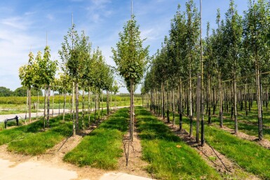 Acer capillipes haute-tige
