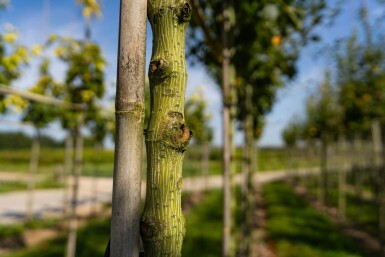 Acer capillipes haute-tige