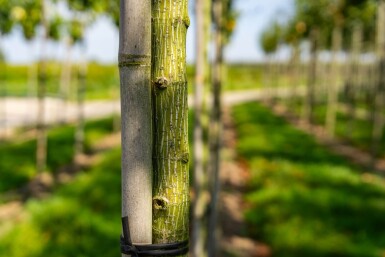 Acer capillipes haute-tige
