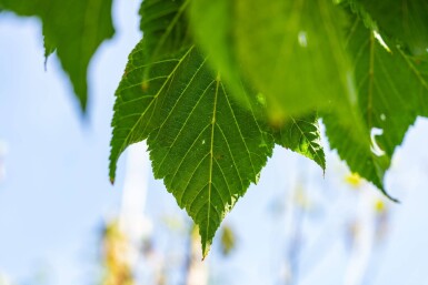 Acer capillipes haute-tige