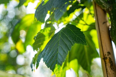 Acer capillipes haute-tige