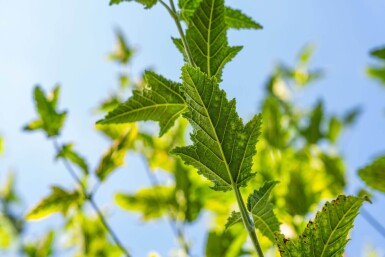 Acer capillipes haute-tige