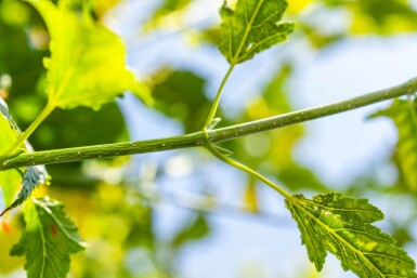Acer capillipes haute-tige
