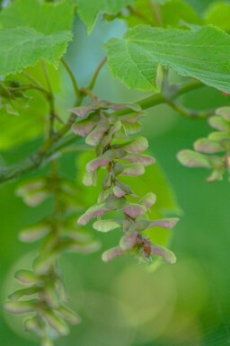 Acer capillipes haute-tige