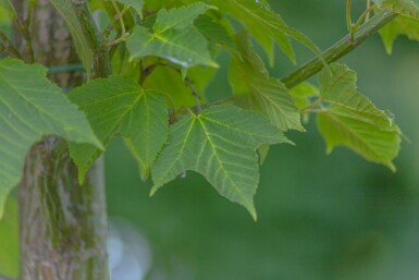 Acer capillipes haute-tige