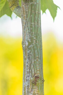 Acer capillipes haute-tige