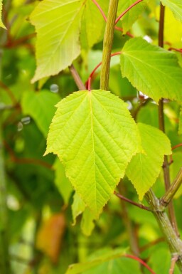 Acer capillipes haute-tige