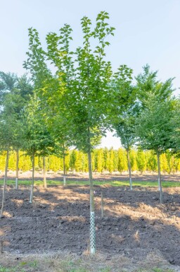Acer capillipes haute-tige