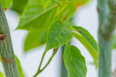 Acer davidii haute-tige