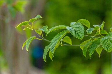 Acer davidii haute-tige