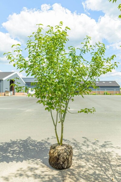 Acer davidii cépée