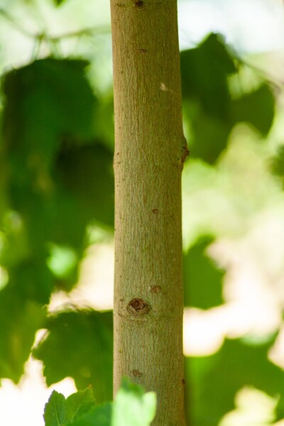 Acer x freemanii