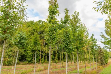 Acer x freemanii haute-tige