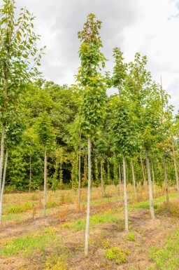 Acer x freemanii haute-tige 10/12