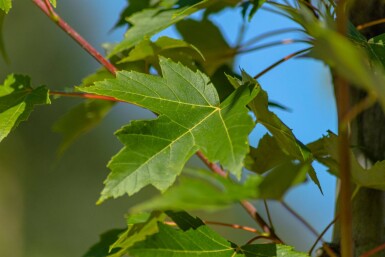 Acer x freemanii haute-tige 10/12