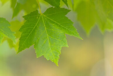 Acer x freemanii haute-tige 10/12