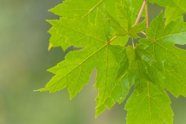 Acer x freemanii haute-tige 10/12