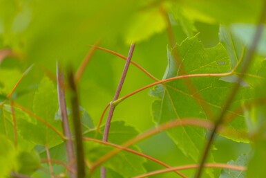 Acer x freemanii haute-tige 10/12