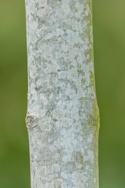Acer x freemanii haute-tige 10/12