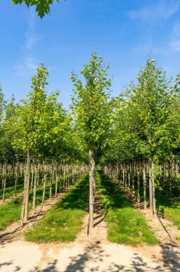 Acer x freemanii 'Autumn Blaze' haute-tige