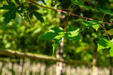 Acer x freemanii 'Autumn Blaze' haute-tige